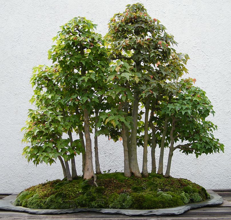 The Ultimate Bonsai Style Mega Guide With Examples