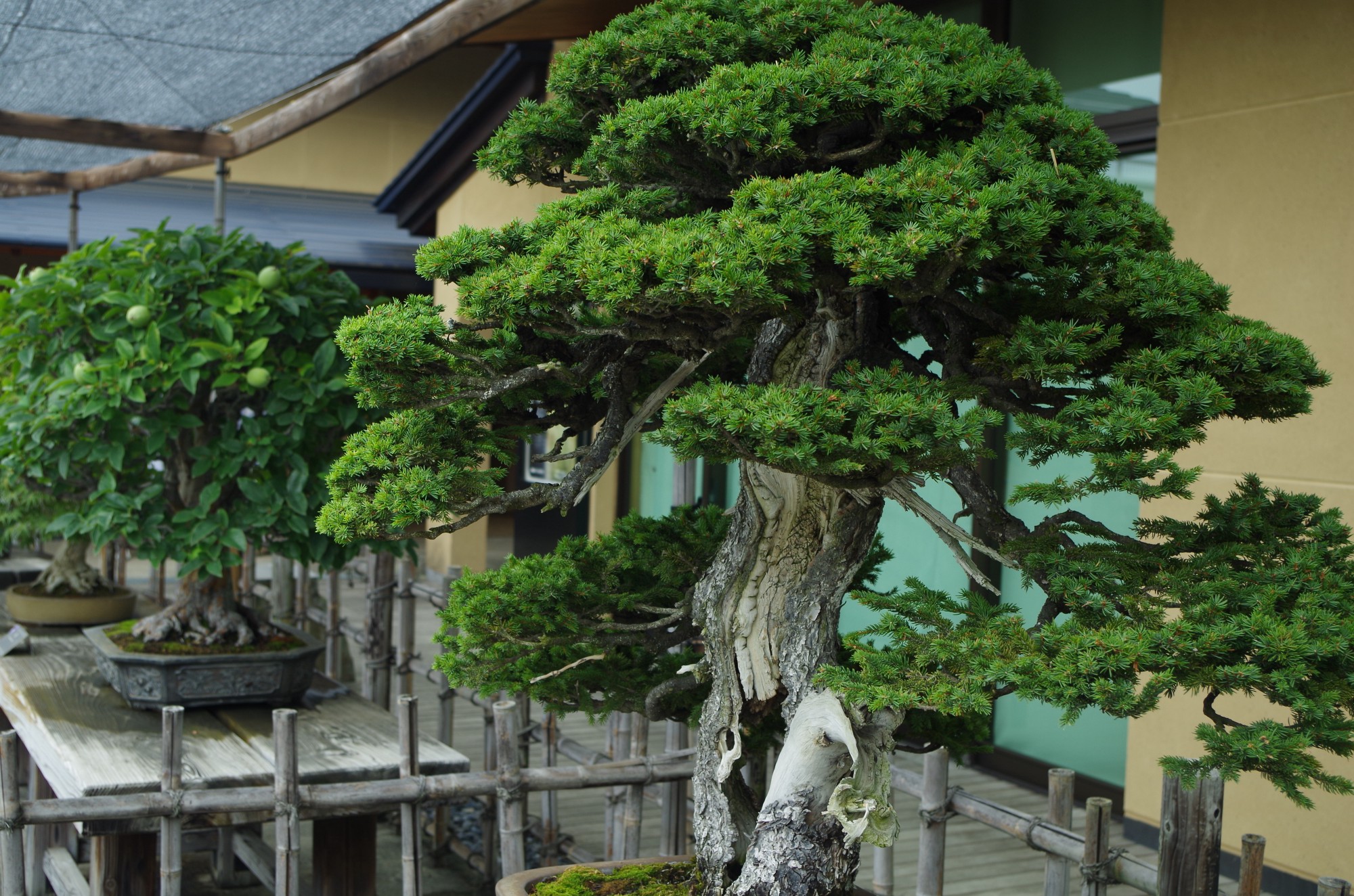 Oldest Bonsai Tree