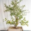 cork oak clone bonsai