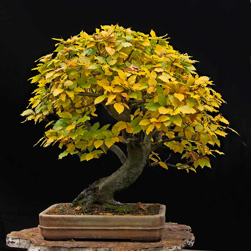 Beech Bonsai Tree - Bonsai Sanctum