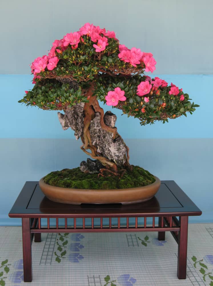 miniature azalea bonsai