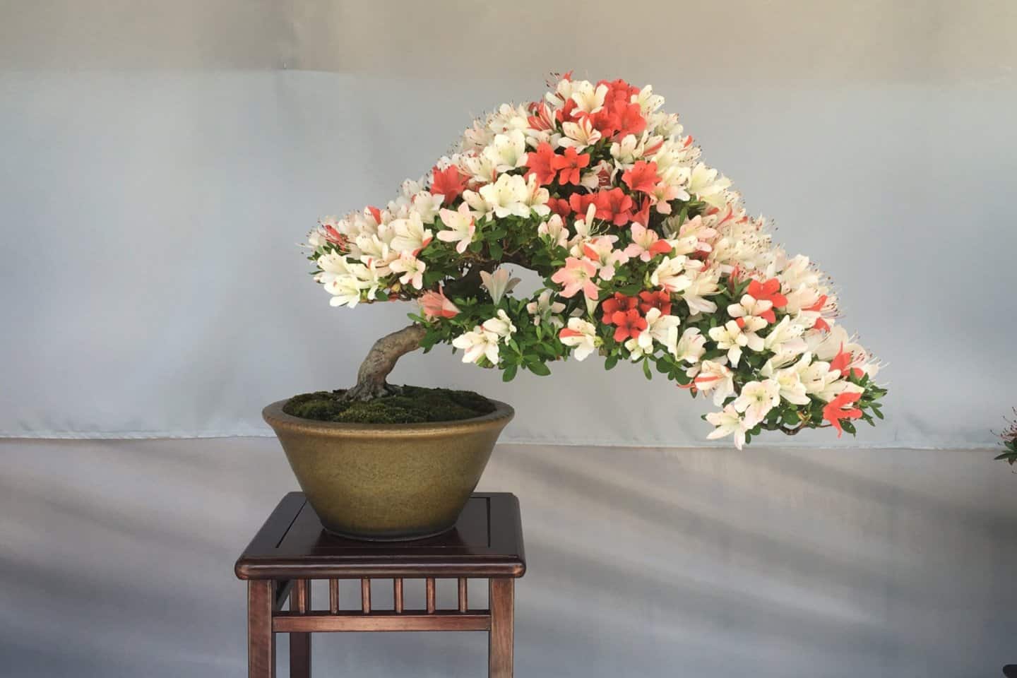 Azalea Bonsai Tree - Bonsai Sanctum