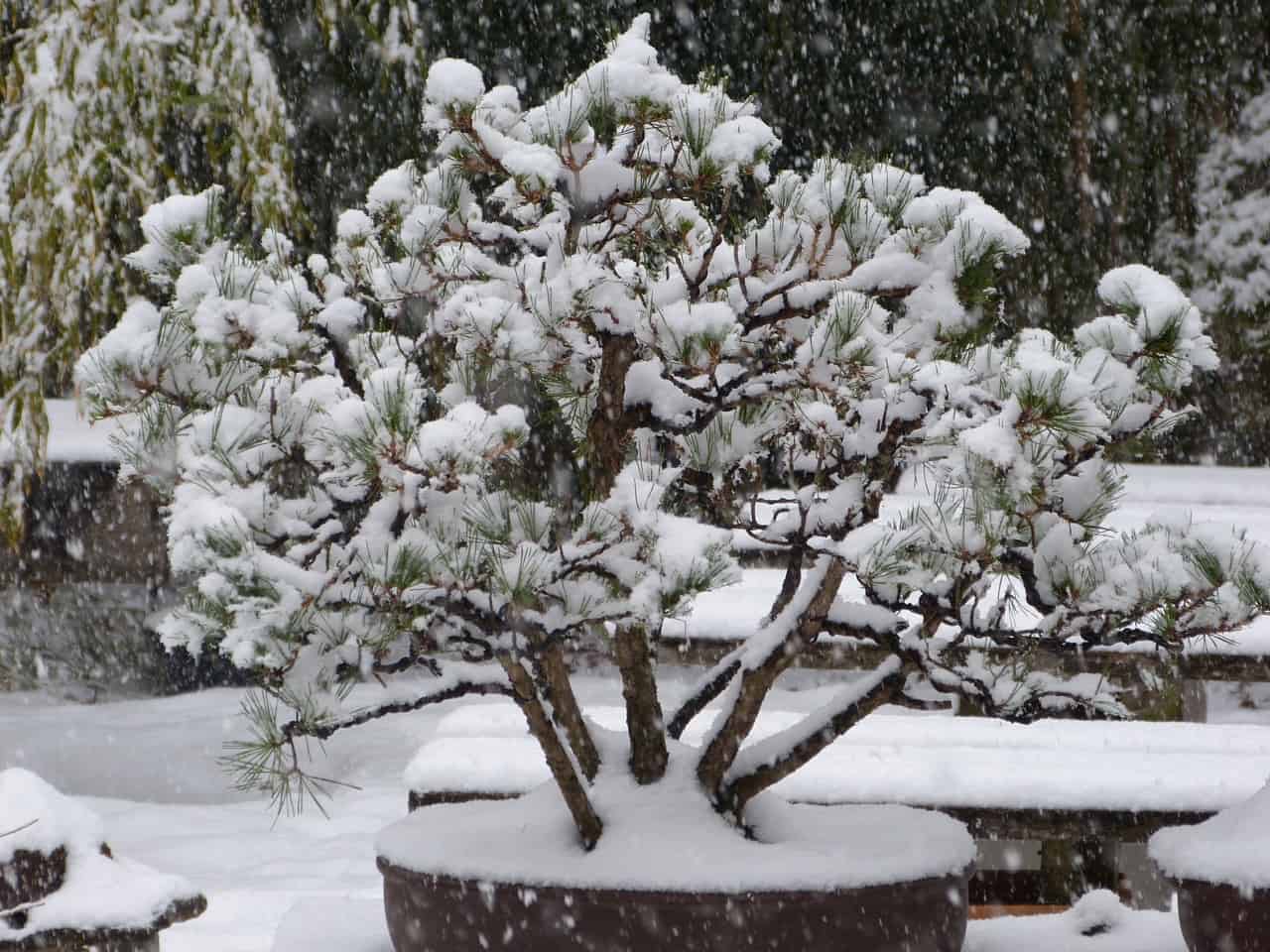 Bonsai Dormancy Guide Everything You Need to Know About Winterizing